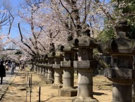 Japan Cherry Blossom Small Group Tour Package 9 days